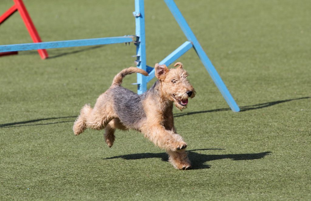 Lakeland Terrier Dog training on play ground