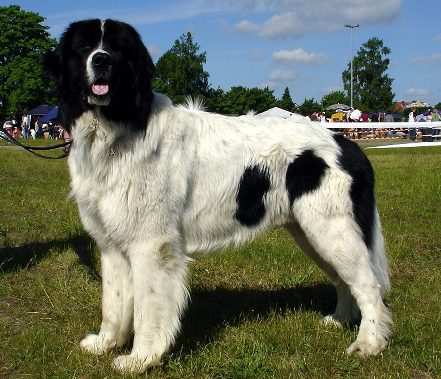 Landseer E.C.T. (Europees Continentaal Type) Dog Breed Information