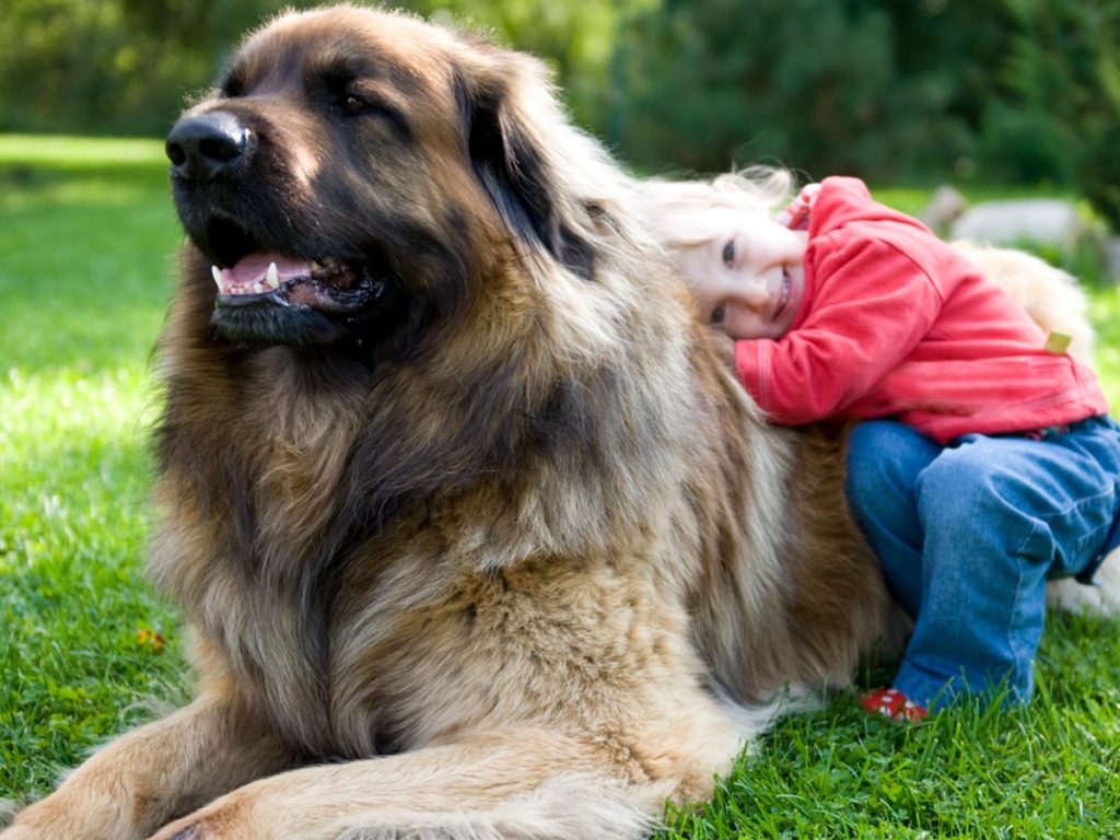Leonberger Dog happy with kid