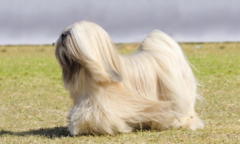 Lhasa Apso Dog