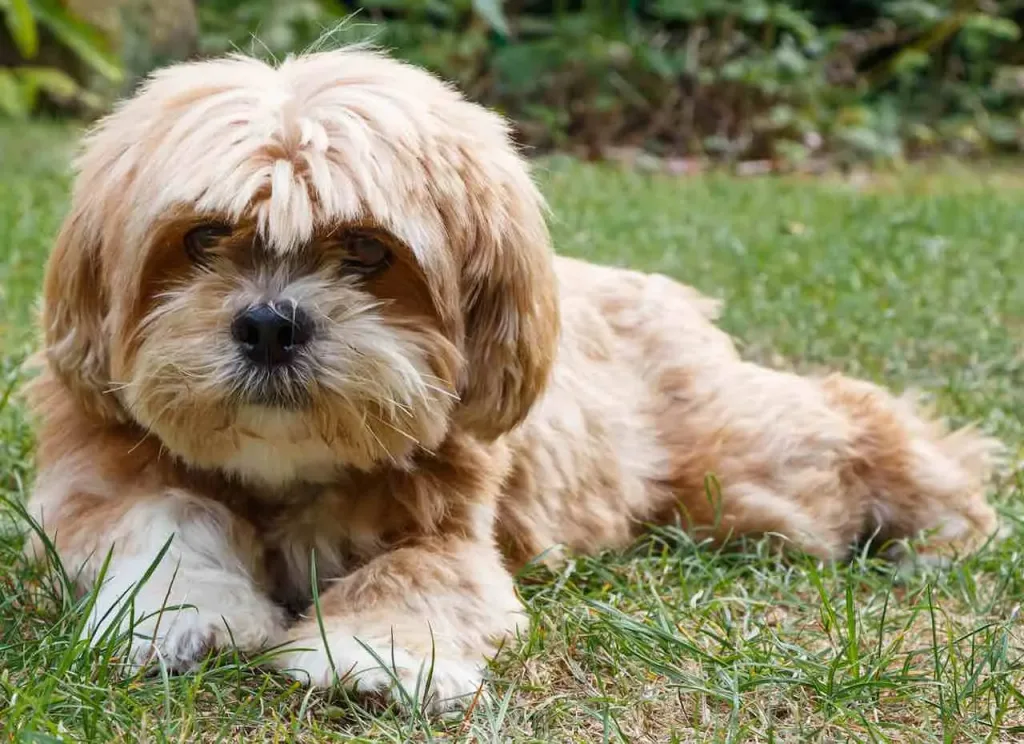 Tibetan Kyi Apso Dog breathing fresh air