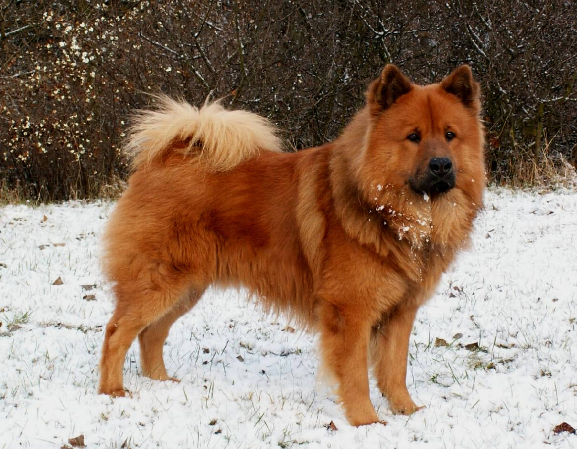 Long Haired Chow Chow Dog Breed Information