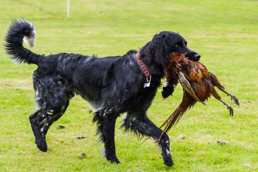 Large Münsterländer Dog hunting training