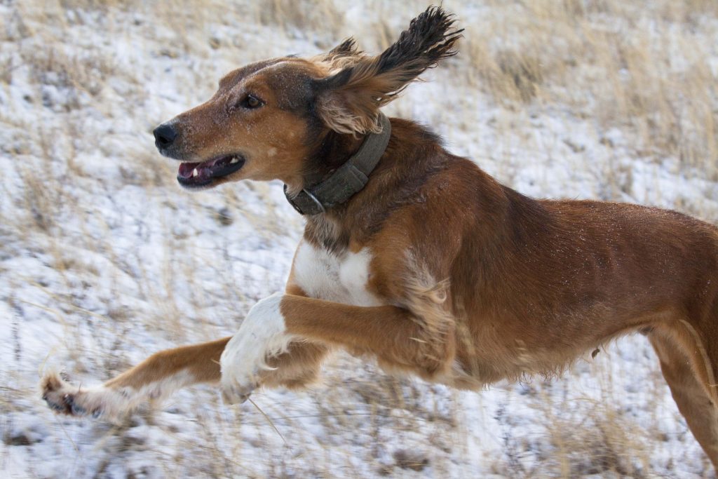 Tazy Dog running exercise
