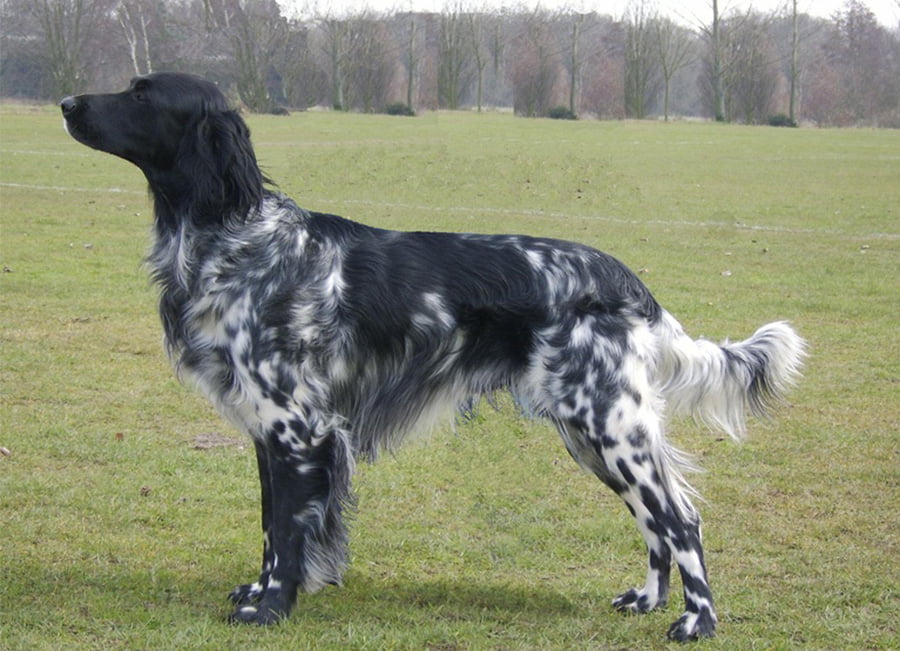 Munsterlander (large) Dog Breed Information