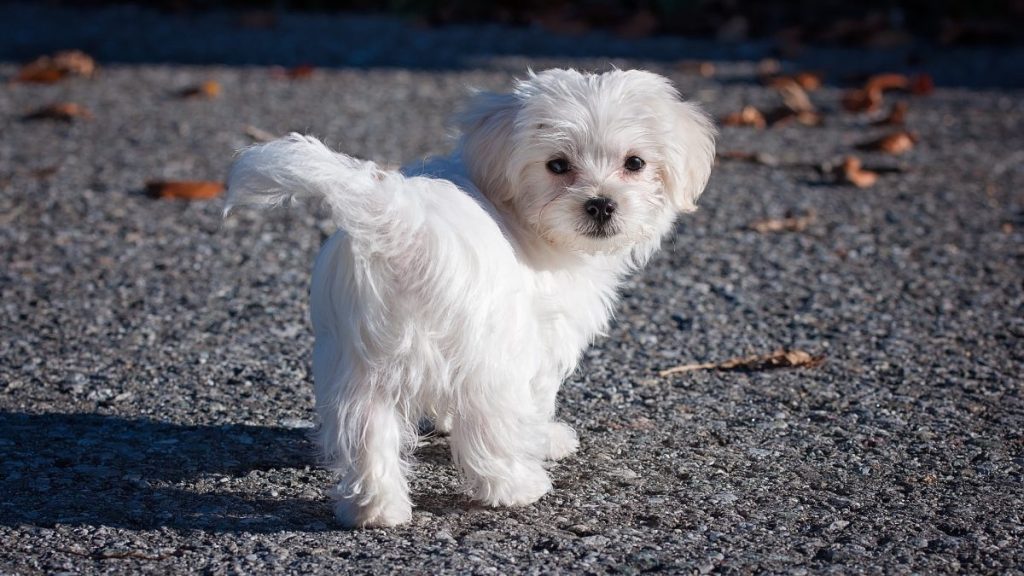 Maltese Terrier Dog good looking