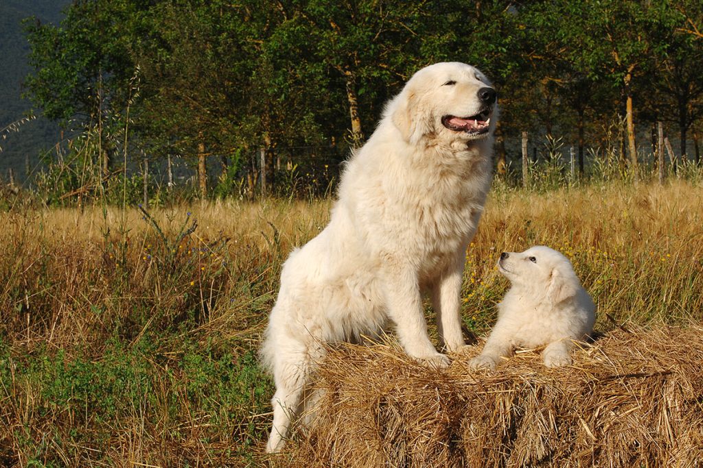 Maremma Sheep dog training how to save animal