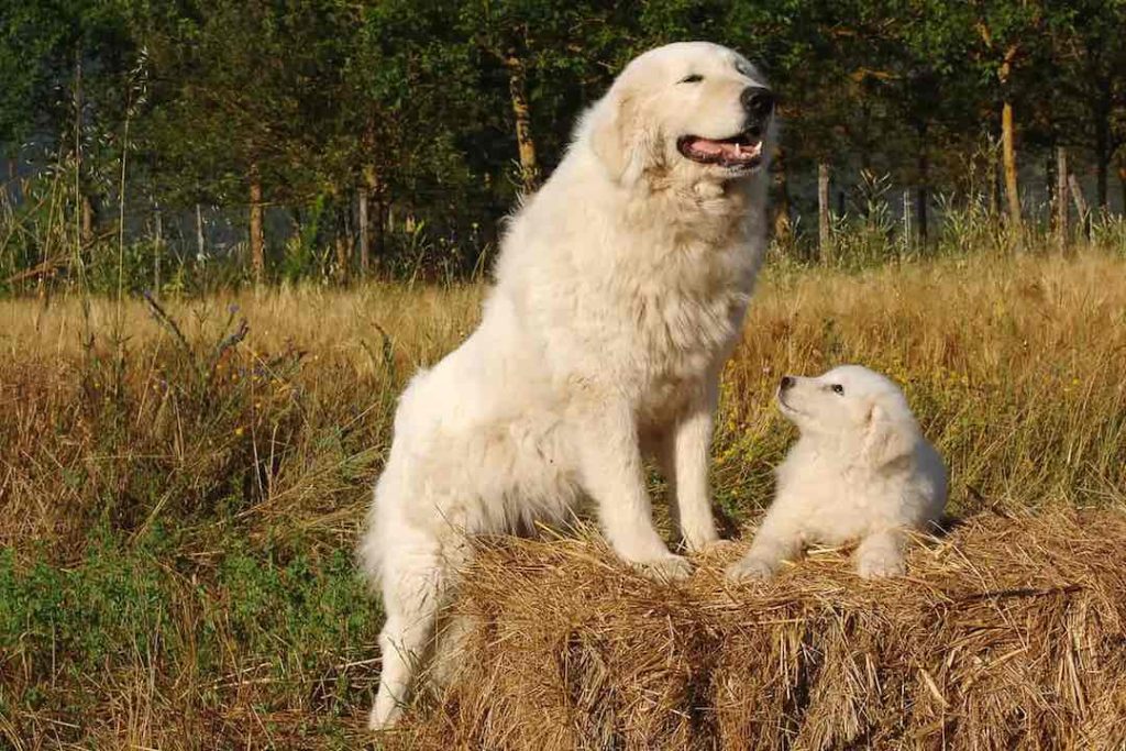 Maremmano-Abruzzese Sheepdog ready for exercise with pappy