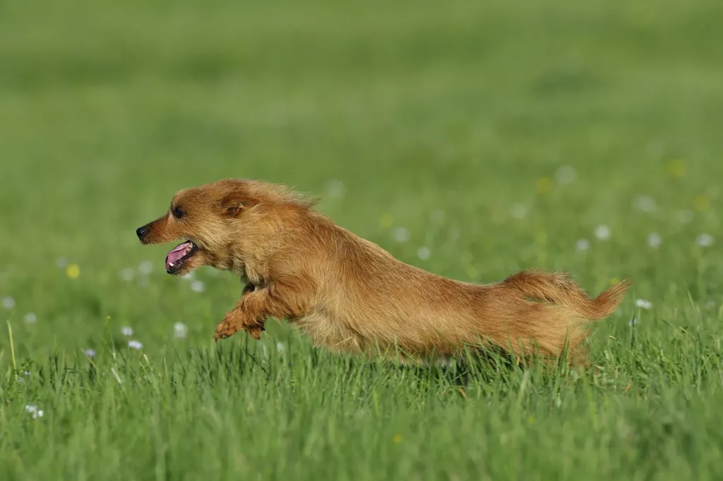 Australian Terrier Dog running exercise 