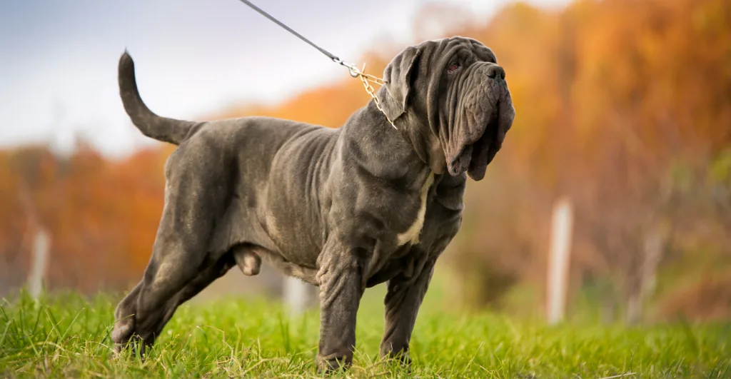 Mastiffs: Giant Dogs, Big Hearts and At Risk for Arthritis