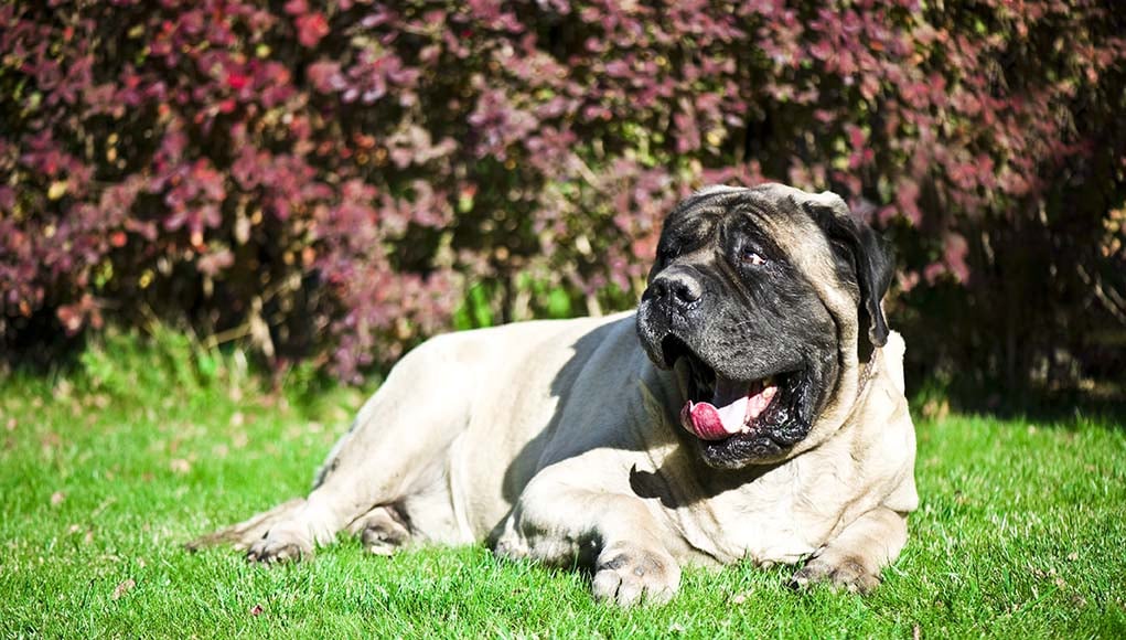 Mighty Mastiff Mixes: 10 Unique Crossbreeds that Combine Power and Personality
