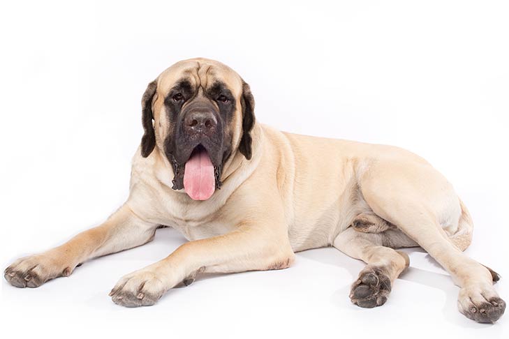 Assyrian Mastiff Dog 