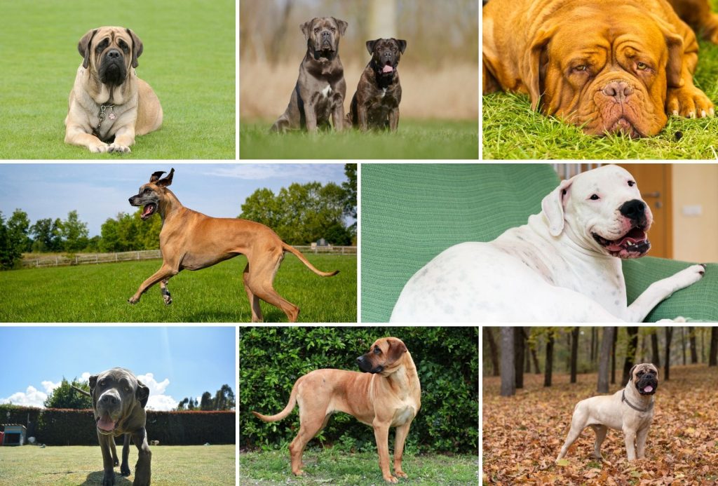 22 Mastiff Breeds That Will Steal Your Heart