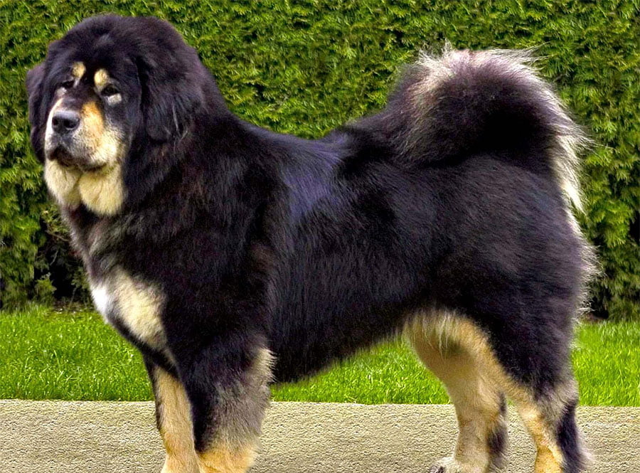 Tibetan Mastiff - Do-Khyi Dog Breed Information