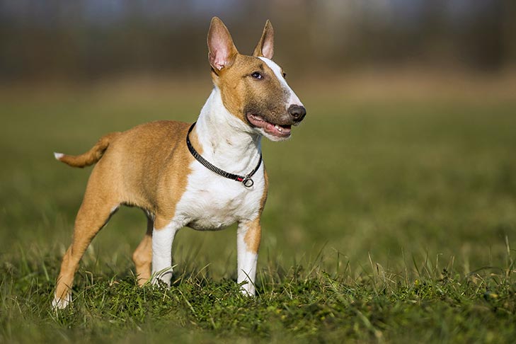 Miniature Bull Terrier Dog Breed Information