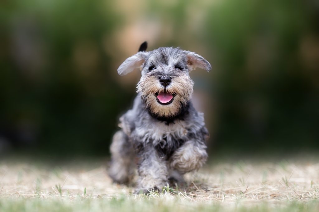 Miniature Schnauzer Dog running exercise
