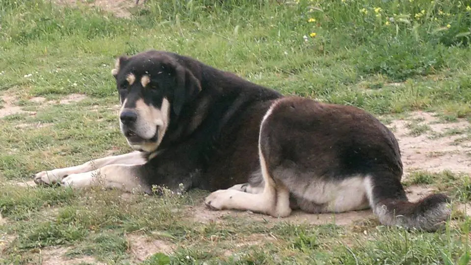 Molossus of Epirus Dog
