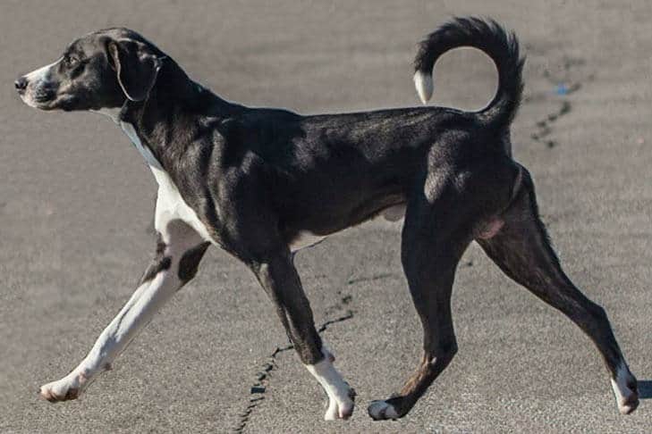 Stephens Stock Dog running exercise