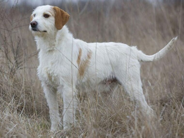 Istrian Coarse-Haired Hound Dog Breed: Pictures, Info