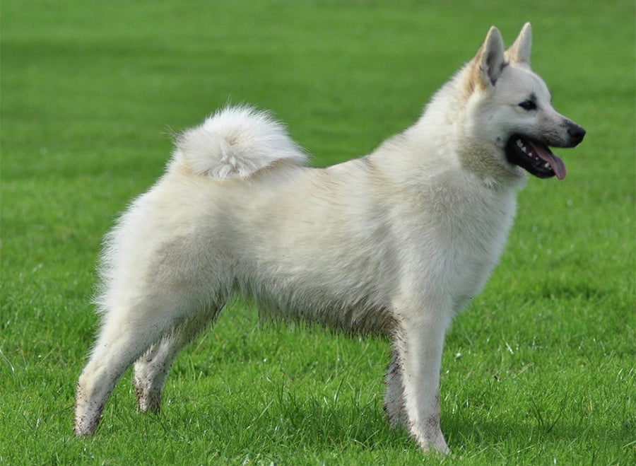 Norwegian Buhund Dog Breed Information