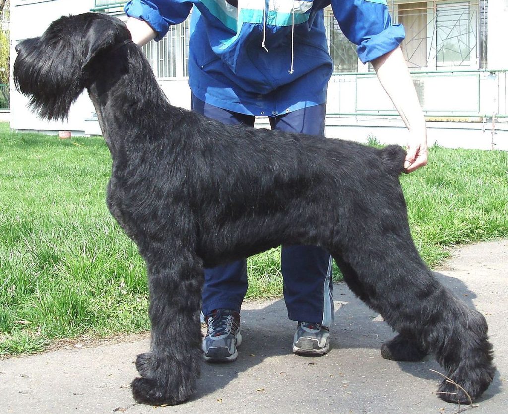 Russian Bear Schnauzer Dog training with owner