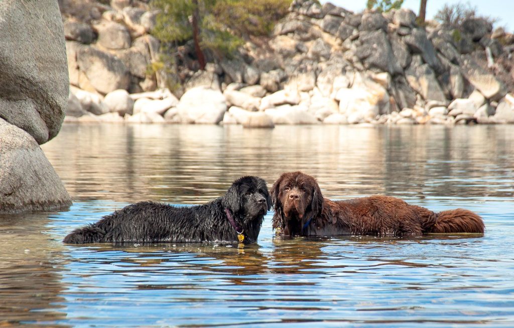 newfoundland dog two different colours swimming in water 