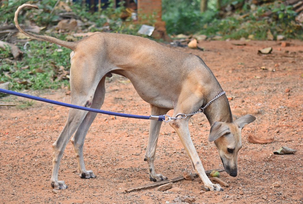 Chippiparai Dog Breathing in fresh air contributes to overall well-being