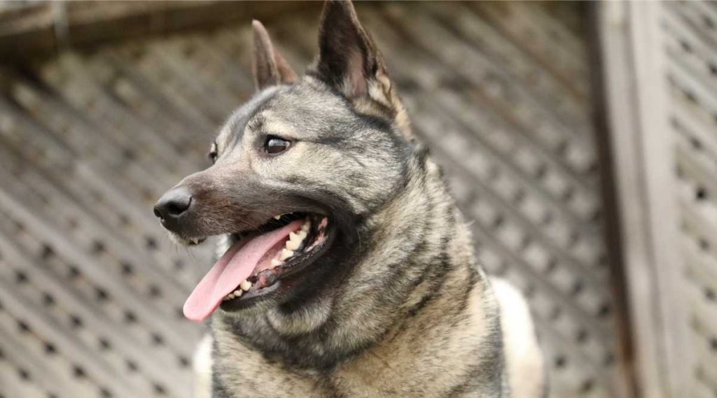 Suitability as a Pet for Children Black Norwegian Elkhound Dog