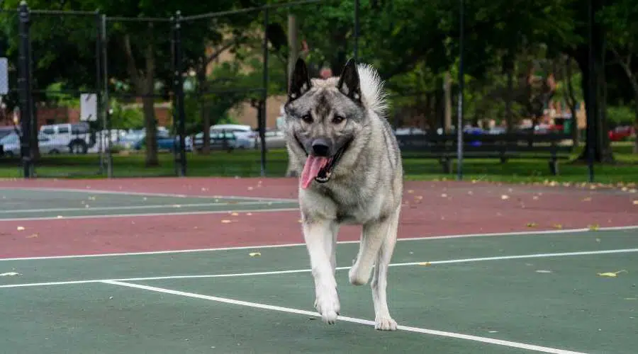 Norwegian Elkhound Dog running exercise