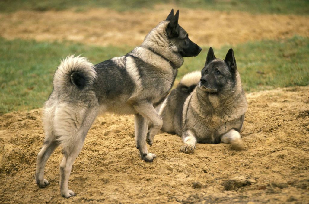 Norwegian Elkhound: Independent dog that loves strenuous activity