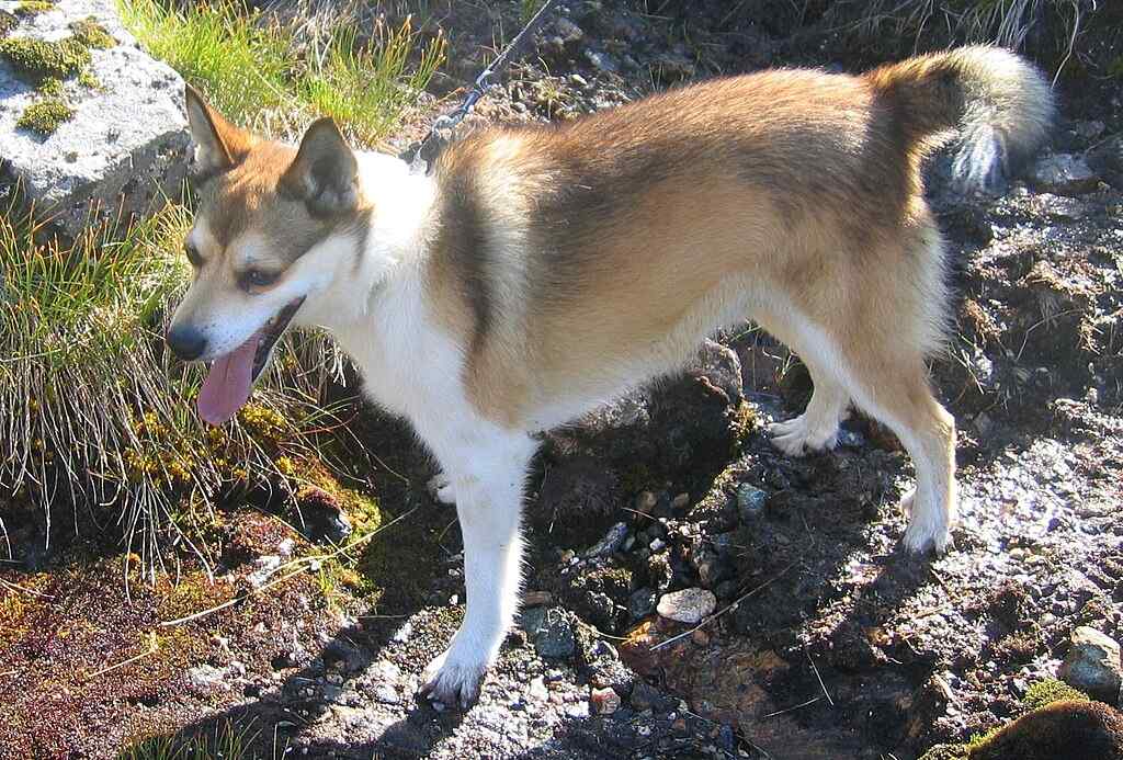 Norwegian Dog Breeds - UK Pet Guide