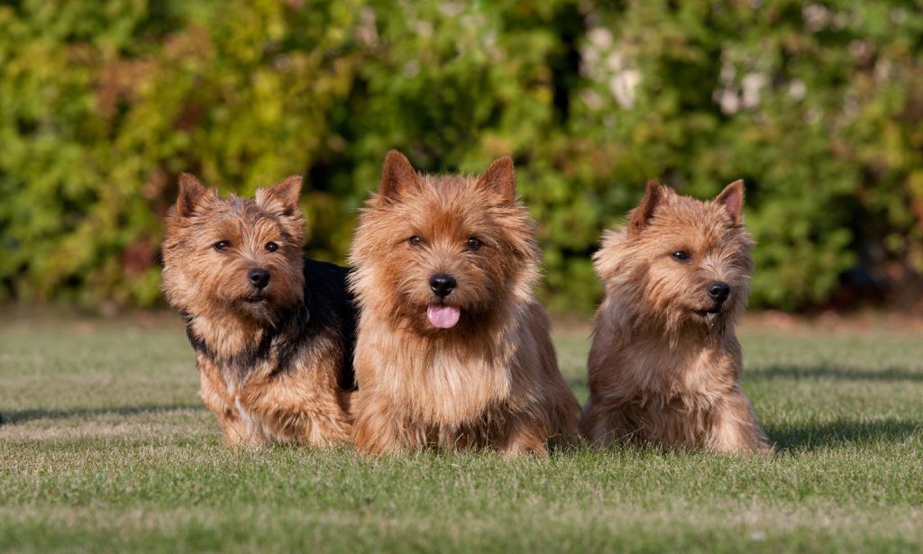 Norwich Terrier Dog three different sizes and shape