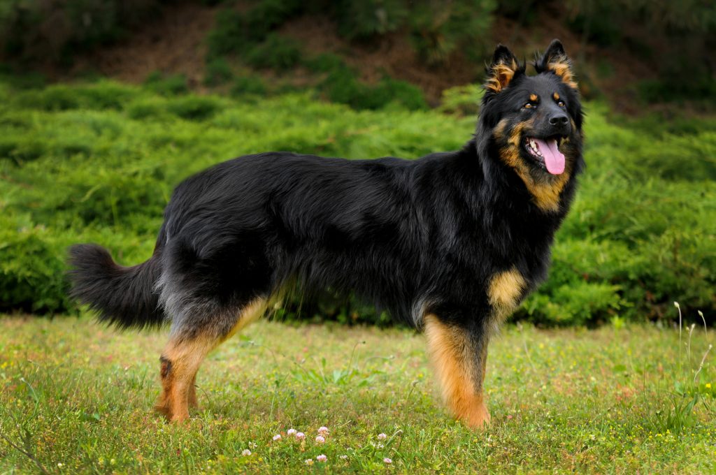 Bohemian Shepherd Dog