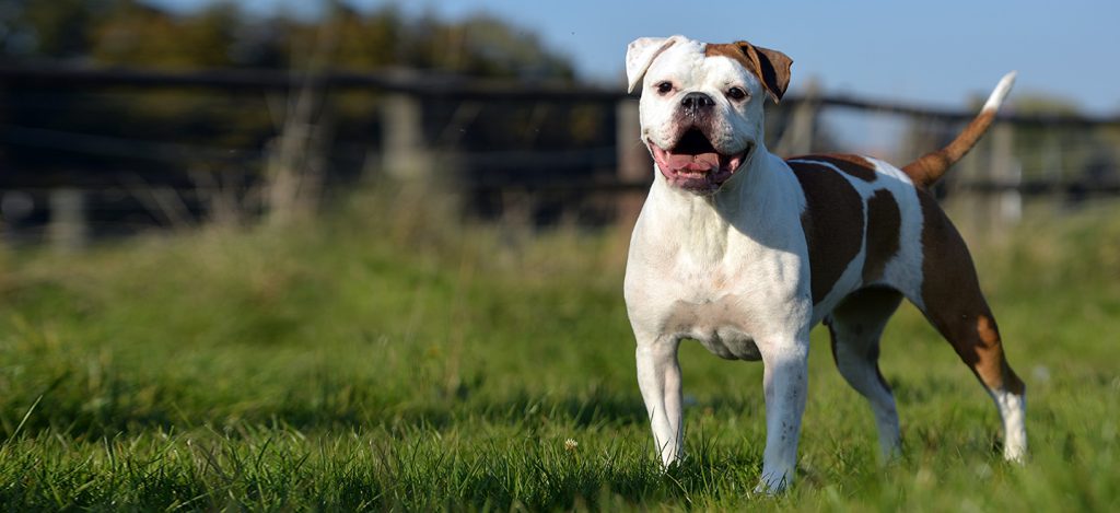 Olde English Bulldogge Dog inhaling fresh air