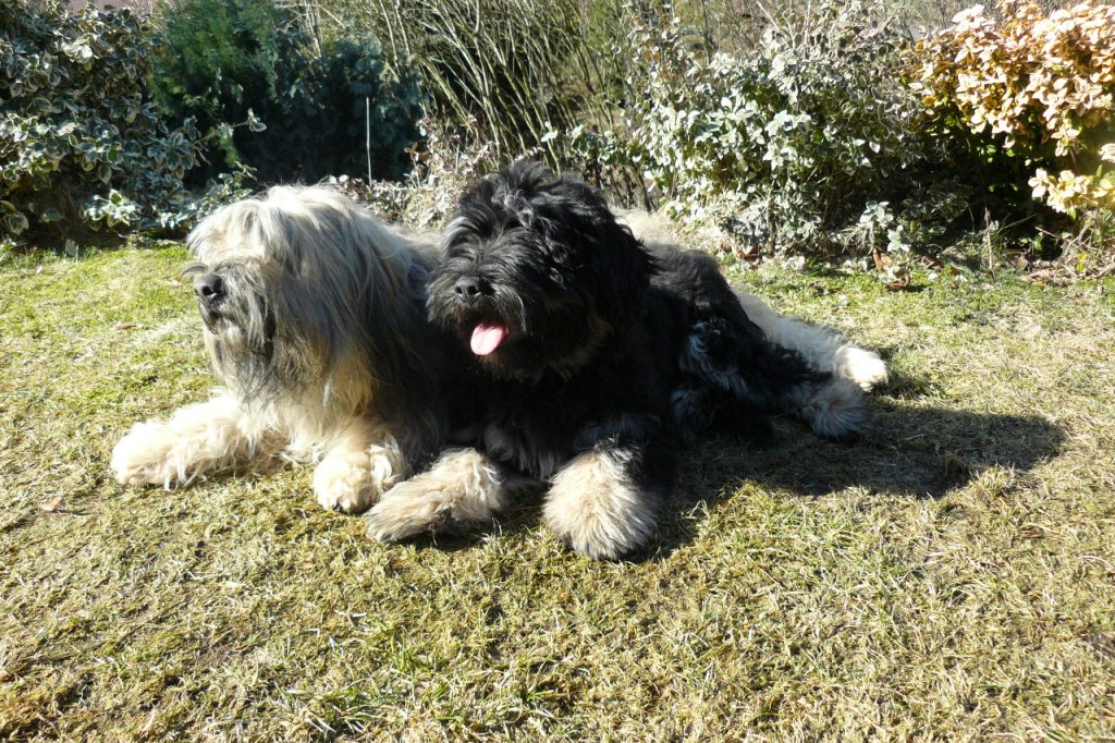 Cão da Serra de Aires Dog two different colours