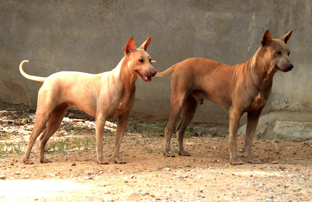 Jonangi Dog two different colours