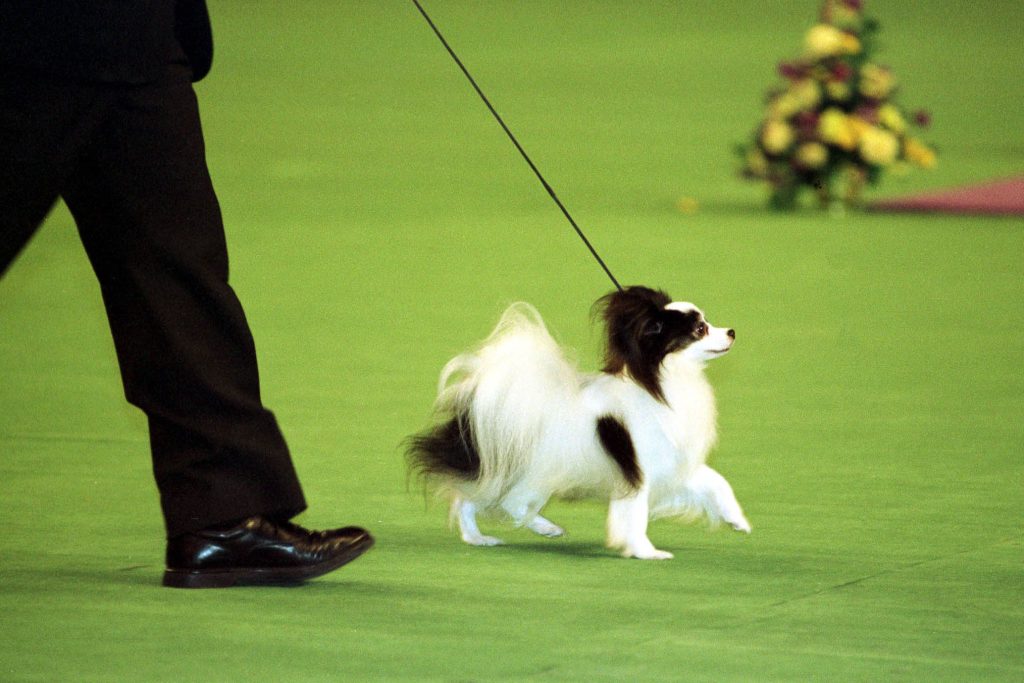 papillon dog training with owner