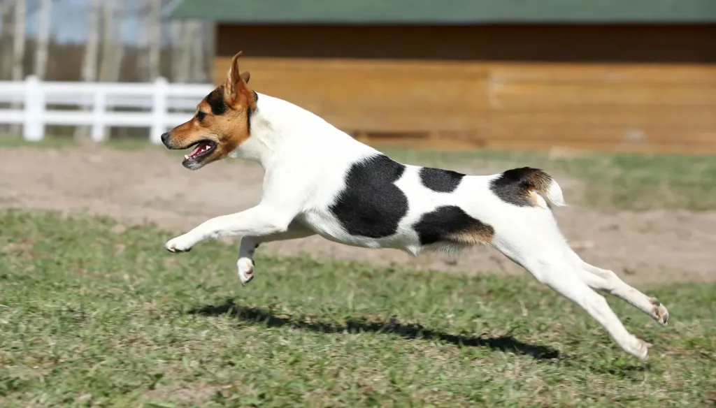 Parson Jack Russell Terrier Dog running exercise
