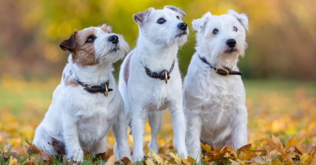 Jack Russell Colors: Rarest to Most Common - A-Z Animals