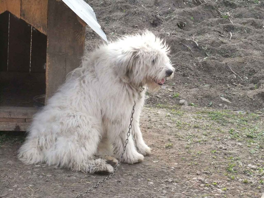 Romanian Mioritic Shepherd Dog Prepared for training.