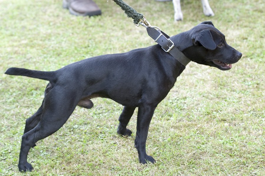 Patterdale Terrier Dog Breed Information