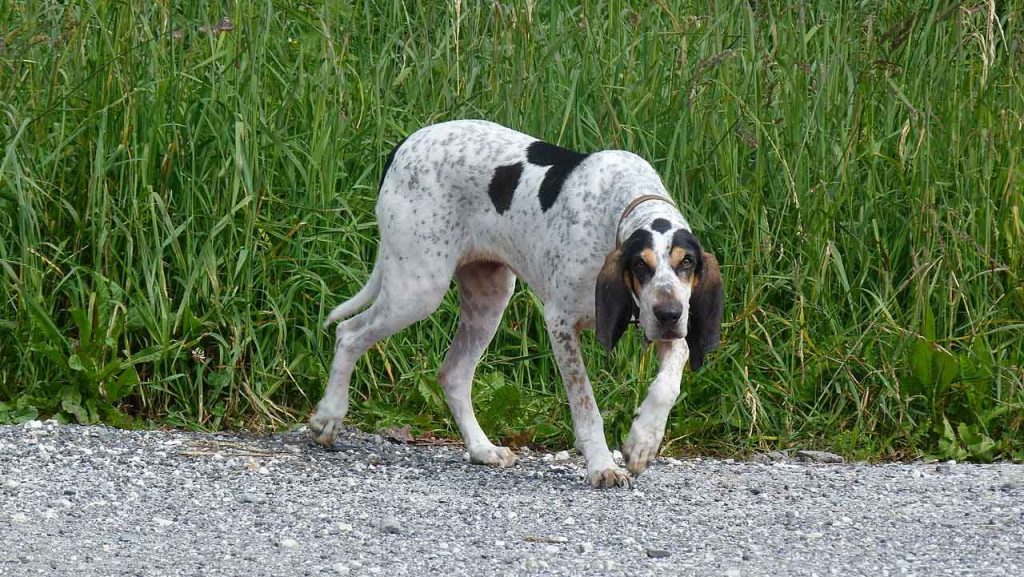 Dog breeds Group 6 - Section 1.2 of the FCI – Medium sized Hound