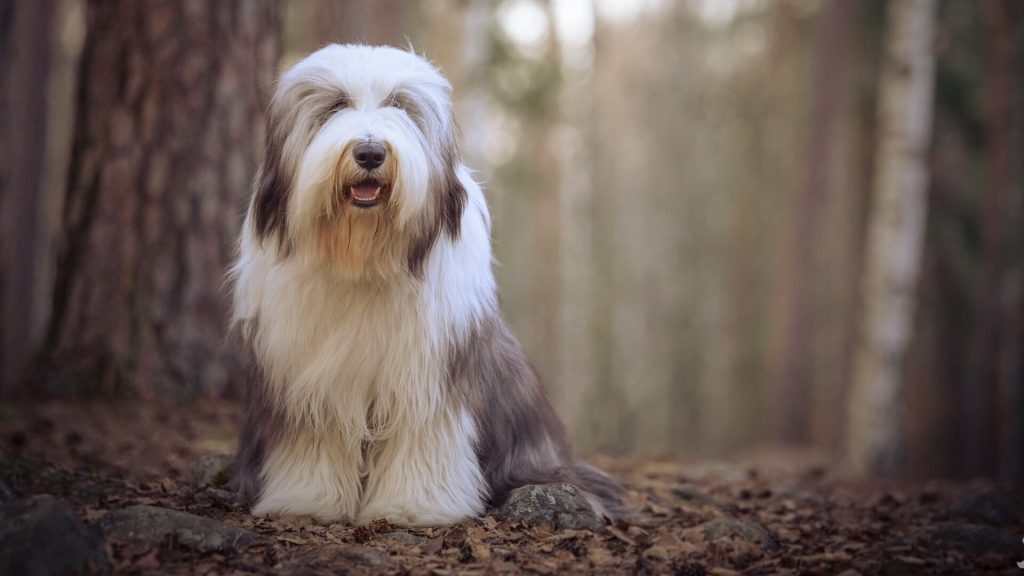 Bearded Collie Dog Breathing in fresh air contributes to overall well-being
