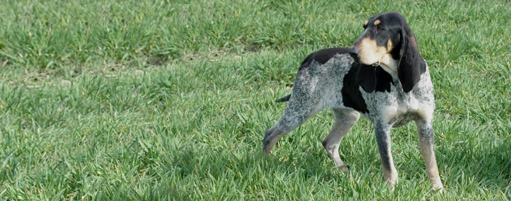 Petit Bleu de Gascogne Dog fresh air good for health