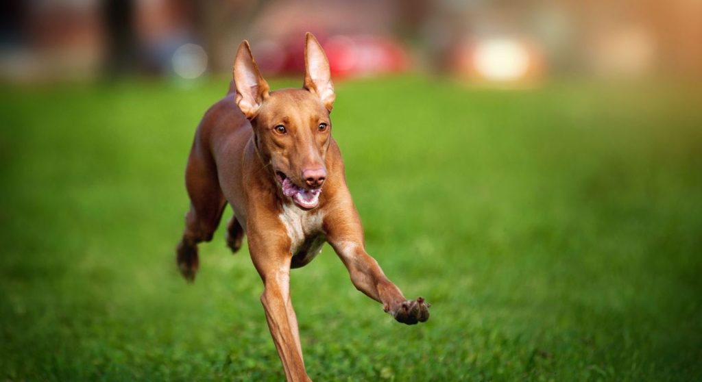 Pharaoh Hound Dog running exercise