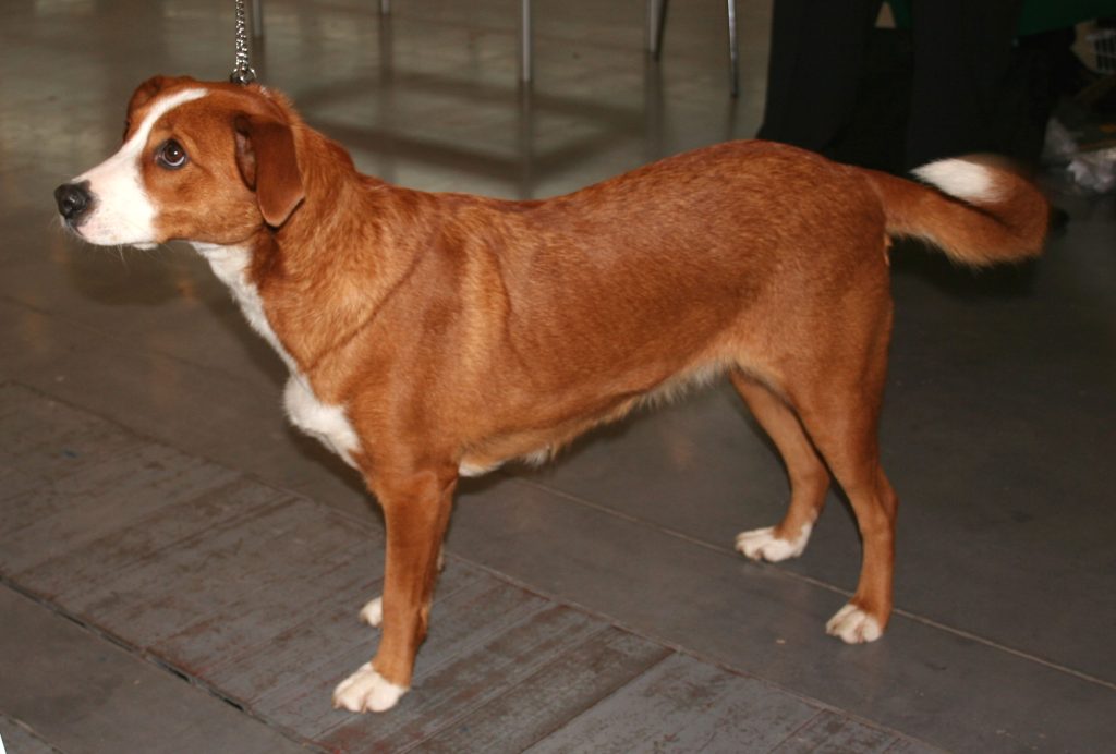 Austrian Shorthaired Pinscher Dog good looking