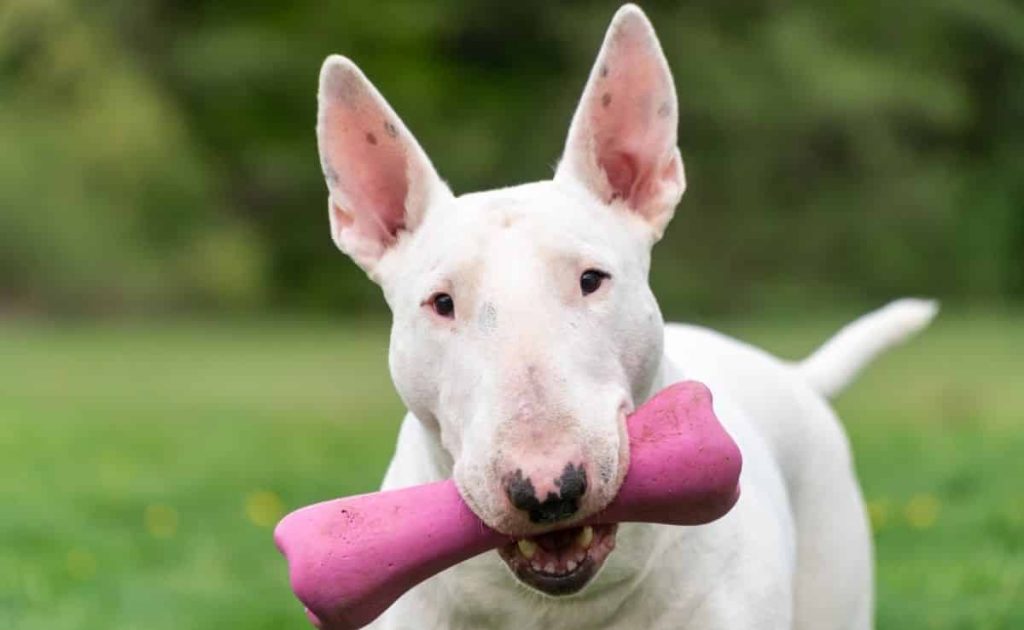 Bull Terrier Dog training with toy bone