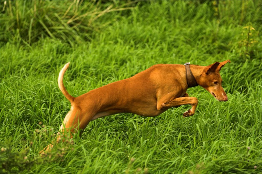 Podenco Canario Dog rrunning exercise