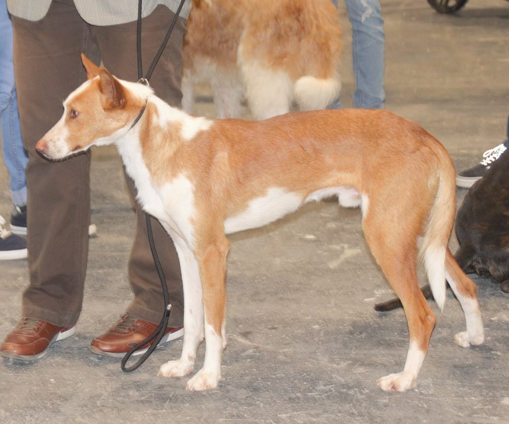 Podenco Valenciano Dog training with owner