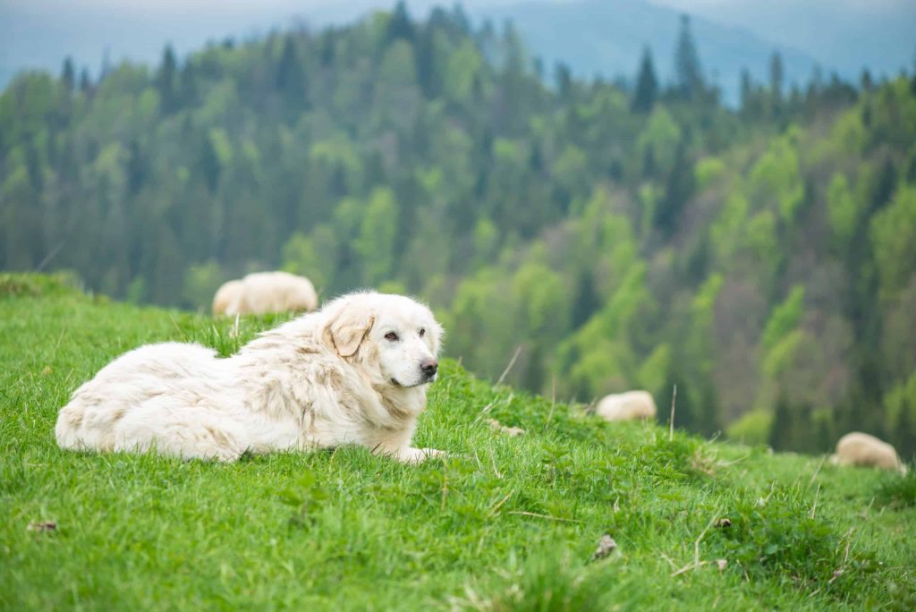 Polish Tatra Sheepdog Dog fresh air good for health